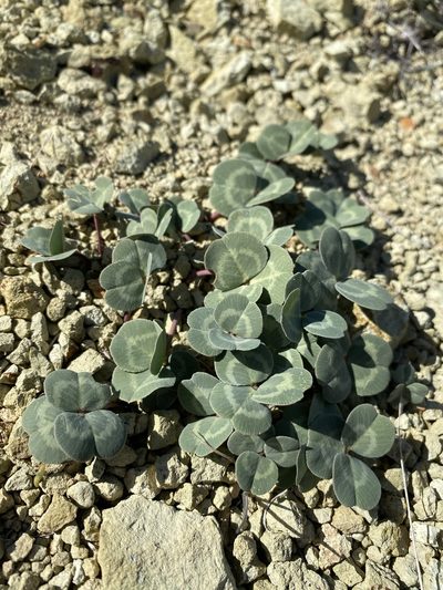 Trifolium owyheense, photographed by Matt Berger