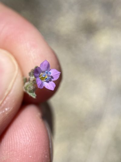 Gilia inconspicua, photographed by Matt Berger