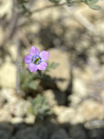 Gilia inconspicua, photographed by Matt Berger