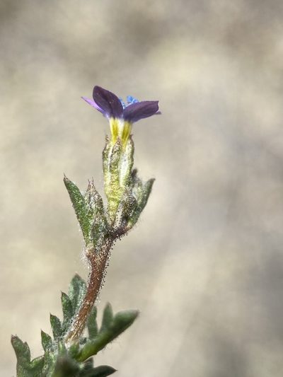 Gilia inconspicua, photographed by Matt Berger