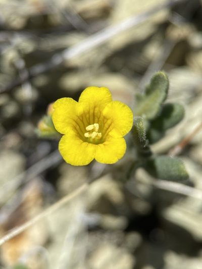 Phacelia lutea, photographed by Matt Berger