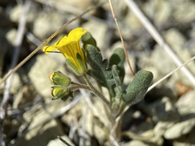 Phacelia lutea, photographed by Matt Berger