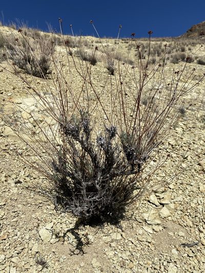 Eriogonum novonudum, photographed by Matt Berger