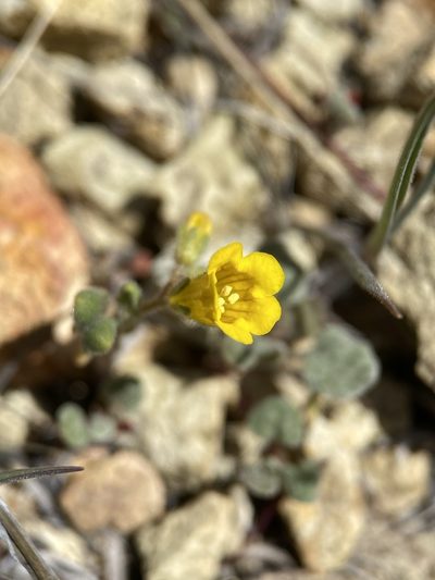 Phacelia lutea, photographed by Matt Berger