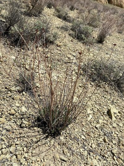 Eriogonum novonudum, photographed by Matt Berger
