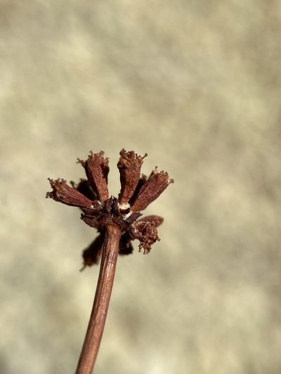 Eriogonum novonudum, photographed by Matt Berger