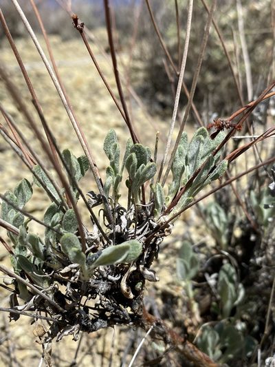 Eriogonum novonudum, photographed by Matt Berger