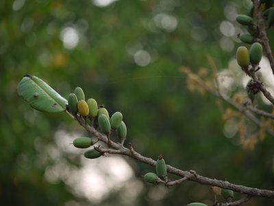 Manilkara hexandra, photographed by Dinesh Valke