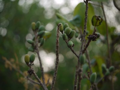 Manilkara hexandra, photographed by Dinesh Valke