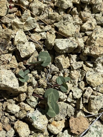 Trifolium owyheense, photographed by Matt Berger