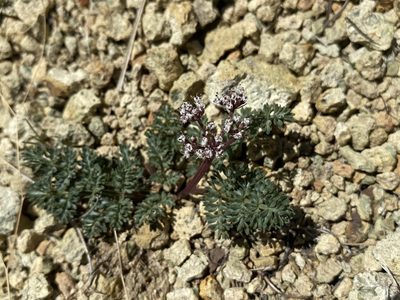 Lomatium canbyi, photographed by Matt Berger