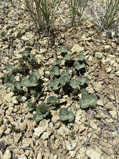 Trifolium owyheense, photographed by Matt Berger