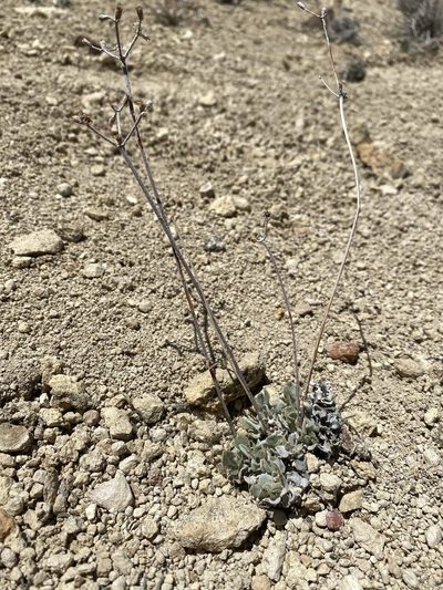 Eriogonum strictum, photographed by Matt Berger