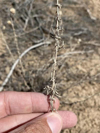 Monardella angustifolia, photographed by Matt Berger