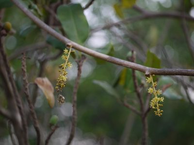Tinospora cordifolia, photographed by Dinesh Valke