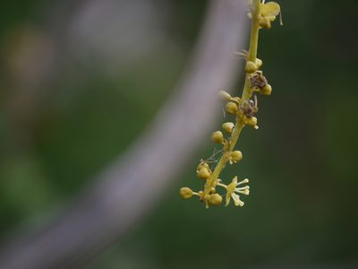 Tinospora cordifolia, photographed by Dinesh Valke