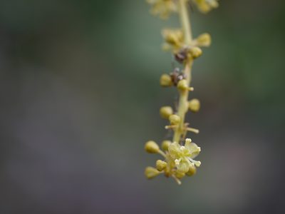 Tinospora cordifolia, photographed by Dinesh Valke