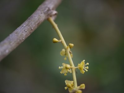 Tinospora cordifolia, photographed by Dinesh Valke