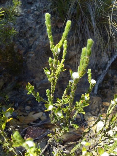 Pimelea phylicoides, photographed by insiderelic