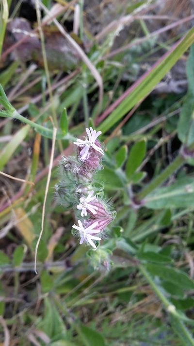 Silene disticha, photographed by naturewatchwidow
