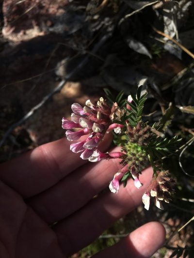 Hosackia stipularis, photographed by Justin Felder