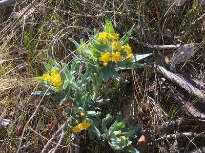 Lithospermum californicum, photographed by Justin Felder