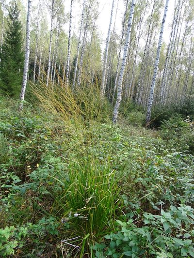 Molinia arundinacea, photographed by Grzegorz Grzejszczak