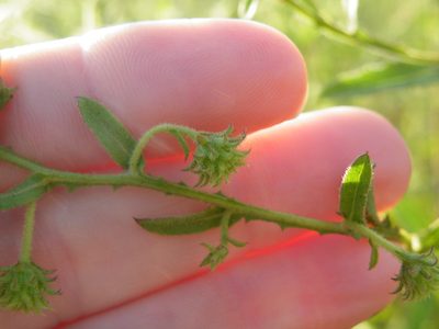 Laggera crispata, photographed by Antoinette Eyssell Knox