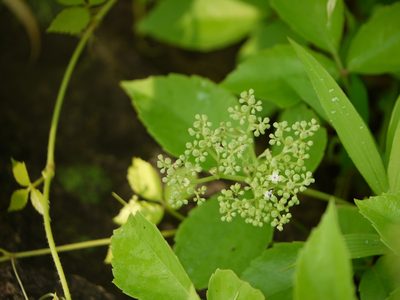 Causonis trifolia, photographed by Dinesh Valke