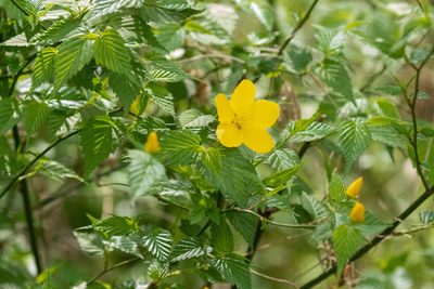 Kerria japonica, photographed by WATANABE Hitoshi 渡辺仁