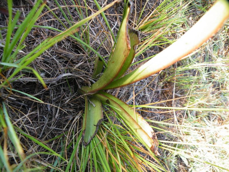 Eulophia hians, photographed by Antoinette Eyssell Knox