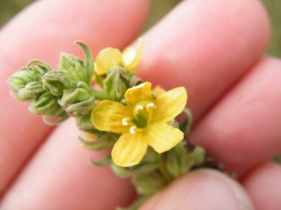 Alectra sessiliflora, photographed by Antoinette Eyssell Knox