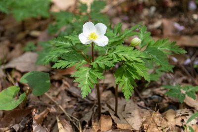 Anemonoides nikoensis, photographed by WATANABE Hitoshi 渡辺仁
