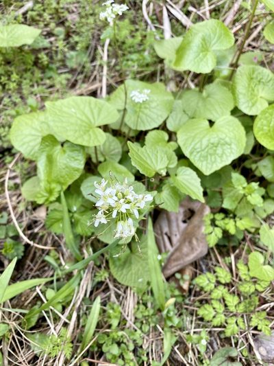 Eutrema japonicum, photographed by りなべる