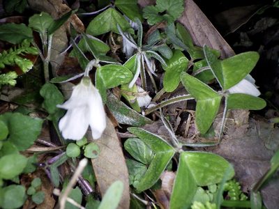 Oxalis nipponica, photographed by りなべる