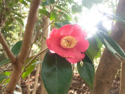 Camellia japonica, photographed by WATANABE Hitoshi 渡辺仁