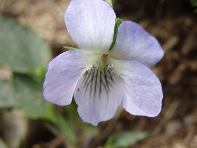 Viola lactea, photographed by Carminda Santos