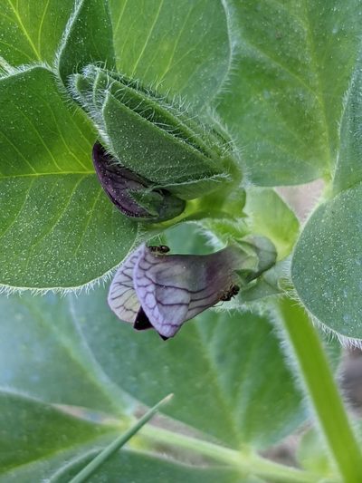 Vicia johannis, photographed by Denis Bastianelli