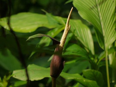 Amorphophallus commutatus, photographed by Dinesh Valke