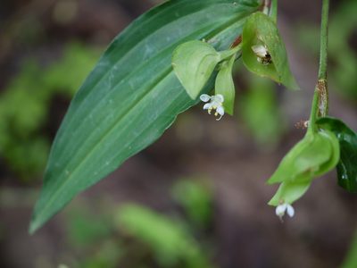 Commelina suffruticosa, photographed by Dinesh Valke