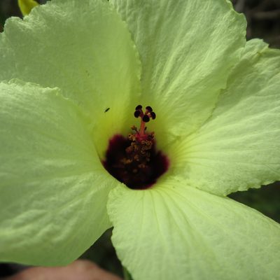 Sabdariffa diversifolia, photographed by Di Turner