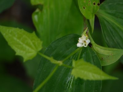 Commelina suffruticosa, photographed by Dinesh Valke