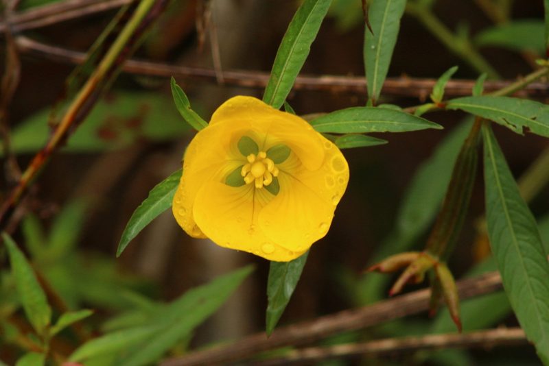 Ludwigia bonariensis, photographed by Germán Saigo