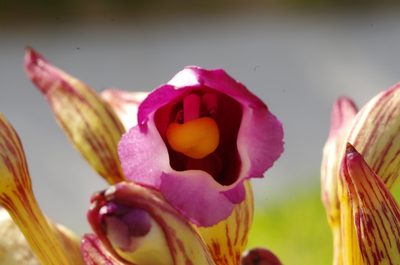 Aeginetia indica, photographed by Takaaki Hattori