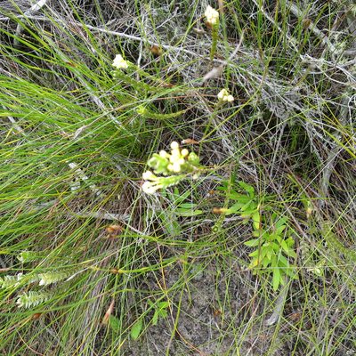 Gnidia chrysophylla, photographed by Di Turner