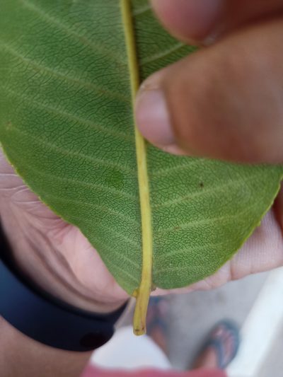 Terminalia arjuna, photographed by Rama Narayanan