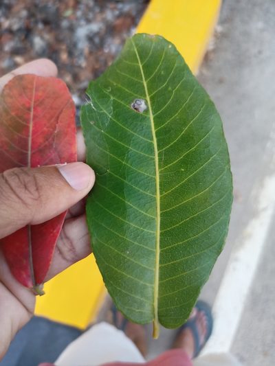 Terminalia arjuna, photographed by Rama Narayanan