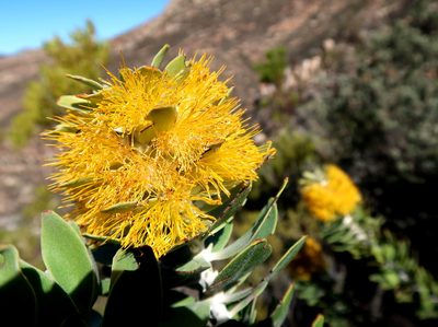 Mimetes chrysanthus, photographed by Di Turner