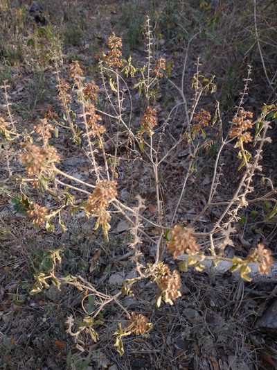 Ocimum campechianum, photographed by Juan Cruzado Cortés