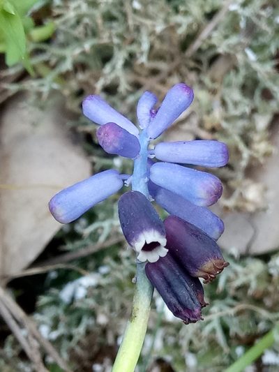 Muscari baeticum, photographed by Karim Haddad